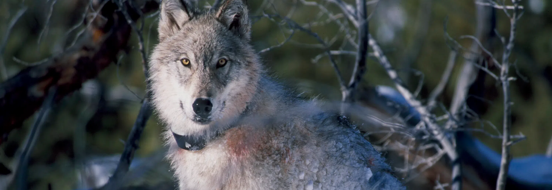 Animal Tracker